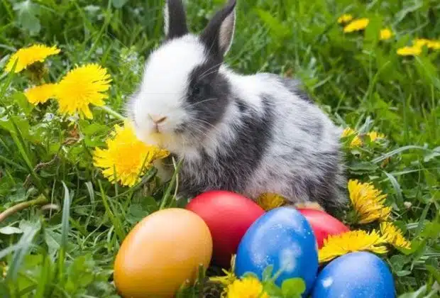 Quel est le nom du lapin de Pâques